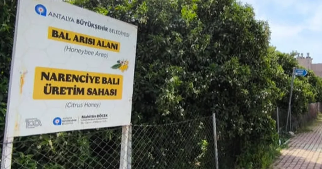 antalyada-narenciye-bali-koruma-altinda-T1kI6UsN.webp