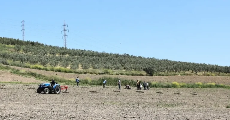 bursa-niluferden-konakliya-800-zeytin-fidani-cmHrUh2F.webp