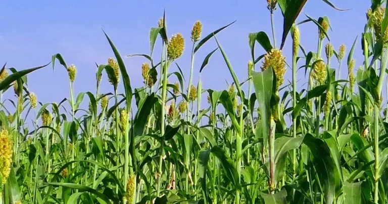 izmirde-ureticilere-sorgum-sudan-otu-tohumu-dagitildi-rcgzl5IU.webp