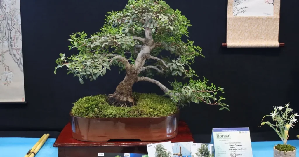 kocaelide-sanat-tutkunlari-bonsai-sanati-ile-tanisti-p9zQ4Q9C.webp