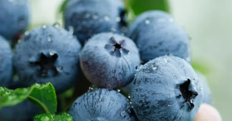 yaban-mersini-ureticileri-icin-bursada-tek-catida-uludag-blueberry-birligi-kuruldu-WYeVHyfs.webp